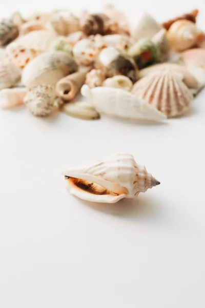 Haufen Schöner Muscheln Auf Weißem Hintergrund — Stockfoto