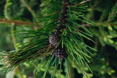 köknar ağacının yeşil dal, closeup