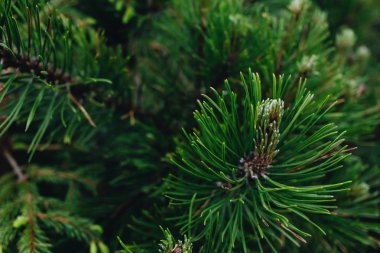 köknar ağacının yeşil dal, closeup