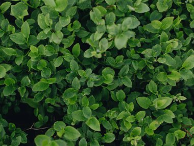 Taze yeşil yaprakların dokusu, makro 