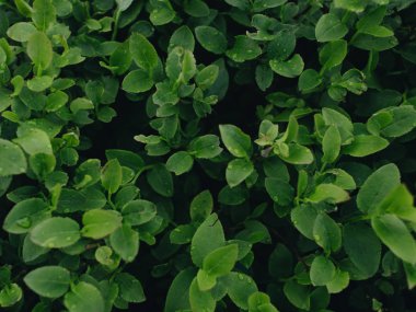 Taze yeşil yaprakların dokusu, makro 