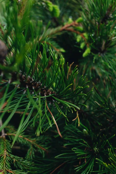 Grönkvist Granträd Närbild — Stockfoto