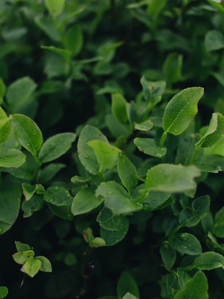 Текстура Свежих Зеленых Листьев Макрос — стоковое фото