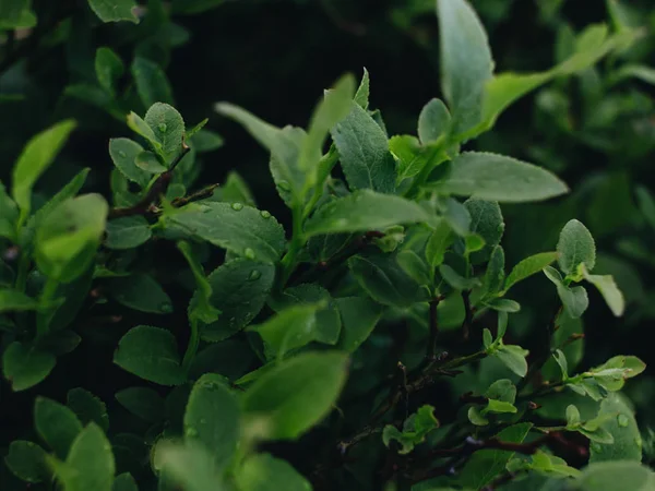 新鮮な緑の葉の質感マクロ — ストック写真