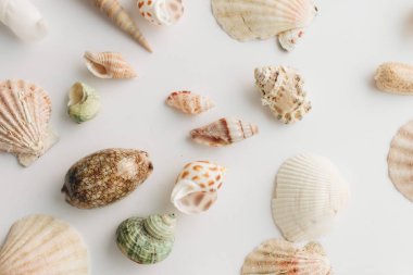 Beyaz arka planda güzel deniz kabukları yığını