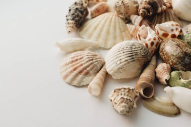 Beyaz arka planda güzel deniz kabukları yığını