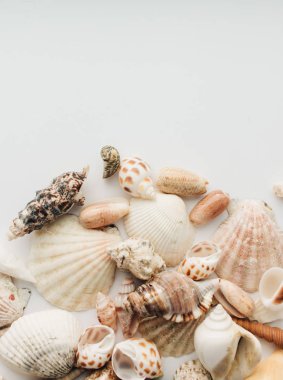 Beyaz arka planda güzel deniz kabukları yığını