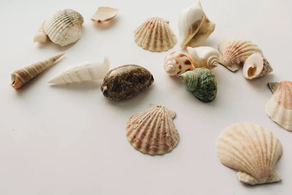 白色背景上一堆美丽的贝壳 — 图库照片