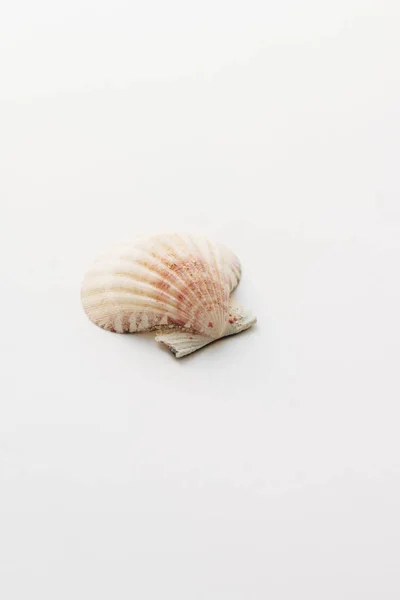 Όμορφη Θάλασσα Κέλυφος Άσπρο Φόντο — Φωτογραφία Αρχείου