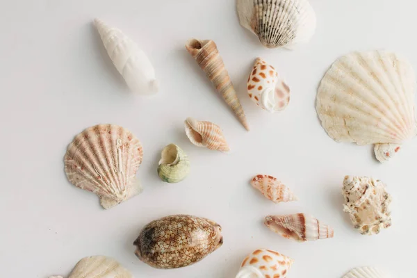 白色背景上一堆美丽的贝壳 — 图库照片