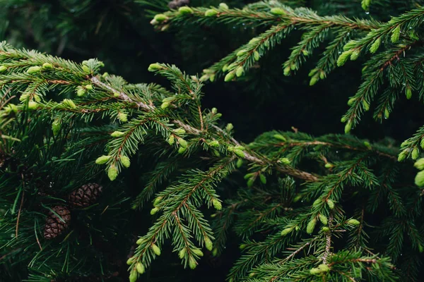 Green Twigs Fir Tree Closeup — Stock Photo, Image