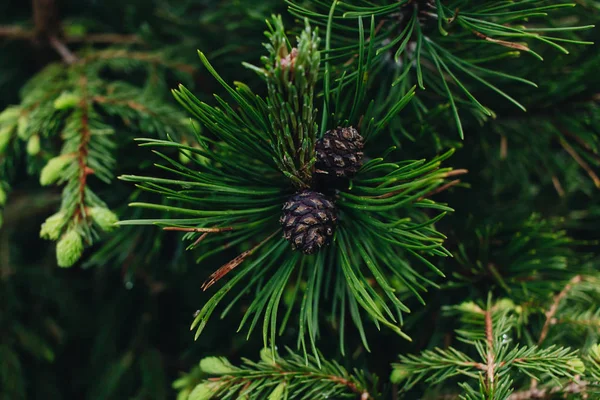 Groene Twijgen Van Dennenboom Close — Stockfoto