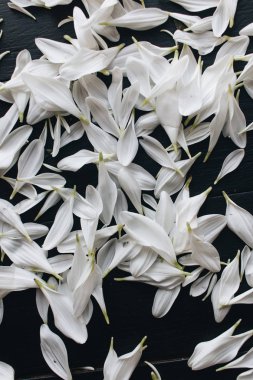 koyu arka plan üzerinde ihale beyaz çiçek yaprakları