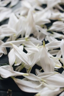 koyu arka plan üzerinde ihale beyaz çiçek yaprakları