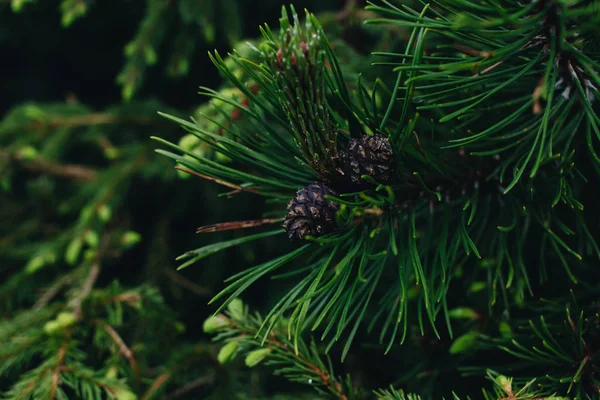 Green Twigs Fir Tree Closeup — Stock Photo, Image