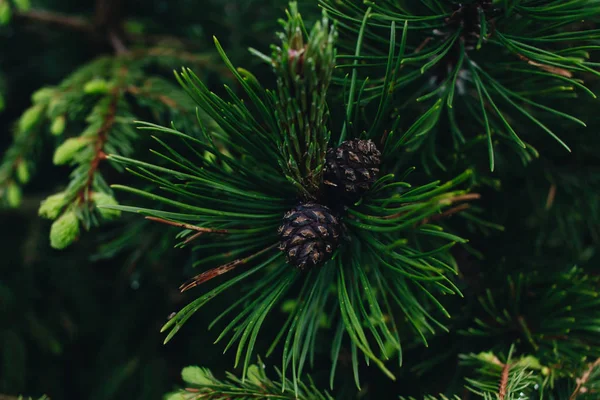 Green Twigs Fir Tree Closeup — Stock Photo, Image