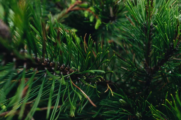 Green Twigs Fir Tree Closeup — Stock Photo, Image