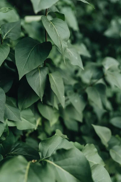 新鮮な緑の葉の質感マクロ — ストック写真