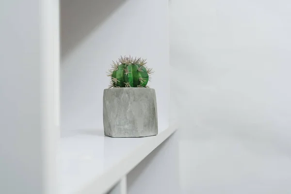 cactus in concrete pot