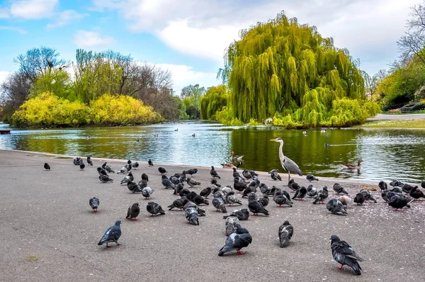 Birds at the pond in Regent\'s park, London, UK