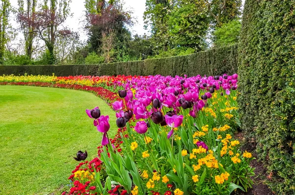 Spring flowers in Regent\'s park, London, United Kingdom