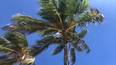 Rüzgarda sallanan palmiye