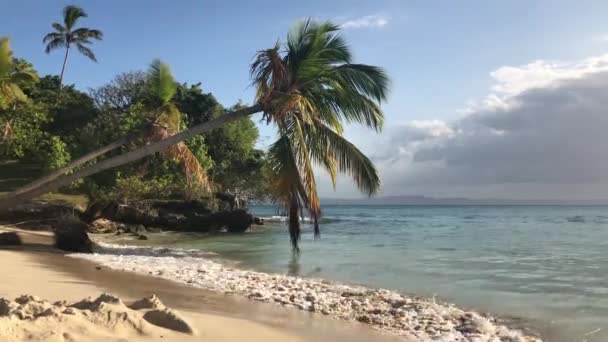 Paradise Island met een palmboom aan de Oceaan in Dominicaanse Republiek — Stockvideo