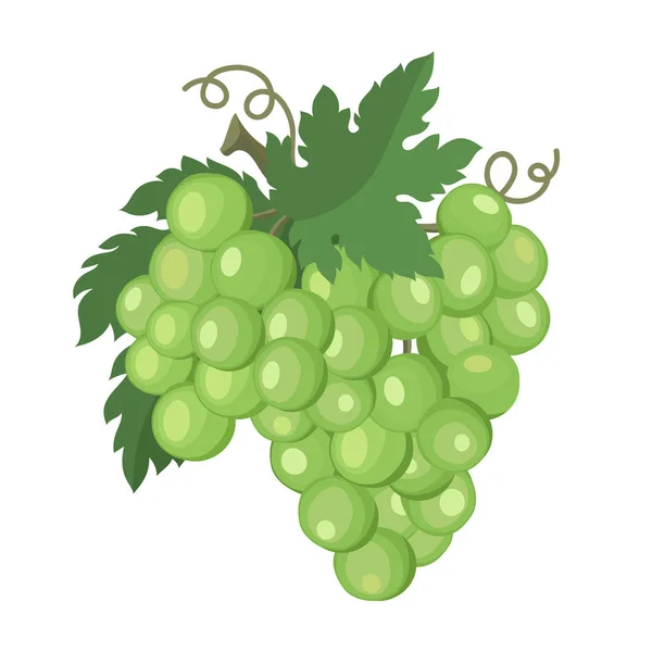 Bos Van Groene Druiven Vectorillustratie — Stockvector