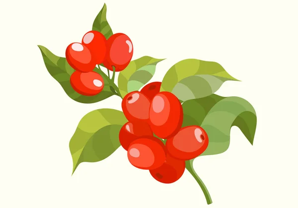 一束植物画的咖啡树树枝上有树叶和成熟的果实 彩色矢量插图矢量手绘插图 — 图库矢量图片