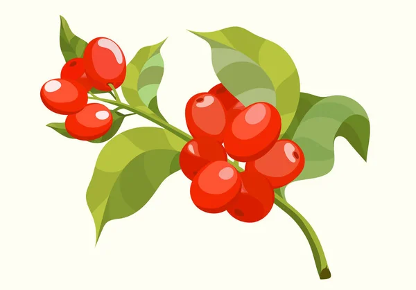 Botanik Çizimler Kahve Ağaç Dalları Yaprakları Olgunlaşmış Meyve Ile Demet — Stok Vektör