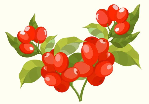 Botanik çizimler kahve ağaç dalları yaprakları ve olgunlaşmış meyve ile demet. Renkli vektör çizim vektör elle çizilmiş çizim.