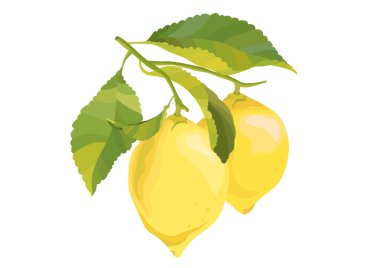 Limon dal. Beyaz bir arka plan üzerinde izole öğesi. Meyve vektör çizim.