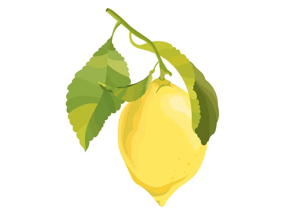 Limon dal. Beyaz bir arka plan üzerinde izole öğesi. Vektör çizim.