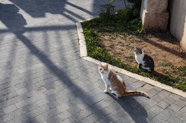 Ürdün'de şehir içinde cats