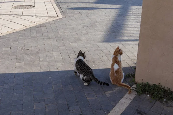 Koty Centrum Miasta Jordanii — Zdjęcie stockowe