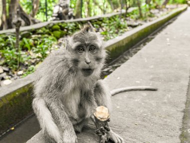 Ubud, Bali ormanda Maymunlar