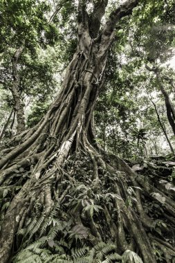 Maymun orman Ubud, Bali