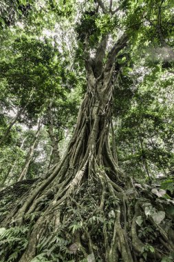 Maymun orman Ubud, Bali