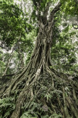 Maymun orman Ubud, Bali