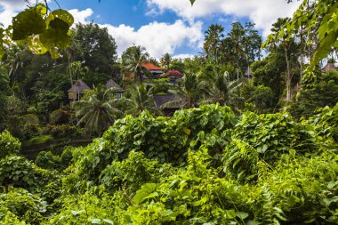 Bali Ubud Eyaleti Manzarası