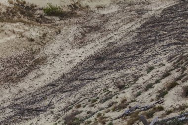 Kum tepeleri ve ağaç kökleri