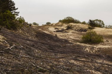 Kum tepeleri ve ağaç kökleri
