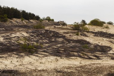 Kum tepeleri ve ağaç kökleri