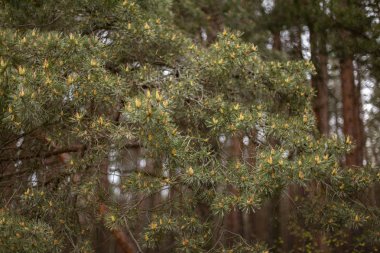 bahar çam dalları yakın