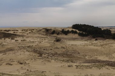 Kum tepeleri ve ağaç kökleri