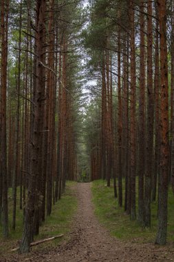 ormanda ladin ağaç gövdeleri