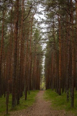 ormanda ladin ağaç gövdeleri