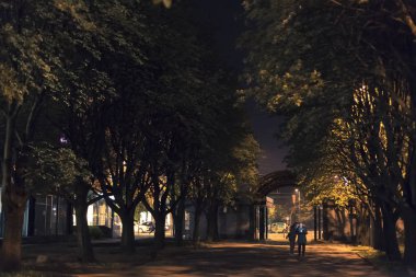 Pencerelerden gelen ışık ağaçların yapraklarını aydınlatıyor.