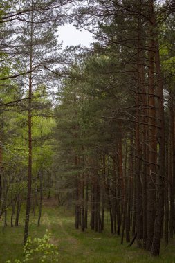 ormanda ladin ağaç gövdeleri