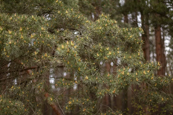bahar çam dalları yakın